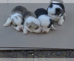 Small #2 Pembroke Welsh Corgi