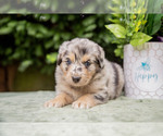 Puppy Coco Australian Shepherd