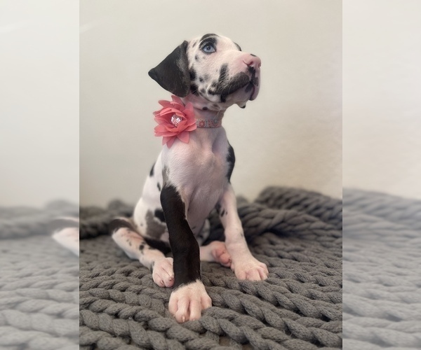 Medium Photo #1 Great Dane Puppy For Sale in POMONA, CA, USA