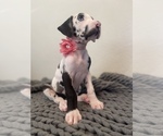 Small Photo #1 Great Dane Puppy For Sale in POMONA, CA, USA