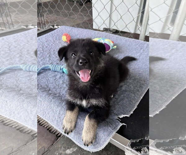 Medium Photo #1 German Shepherd Dog-Unknown Mix Puppy For Sale in Fort Worth, TX, USA