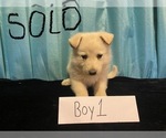Small Photo #3 German Shepherd Dog Puppy For Sale in COLCORD, OK, USA