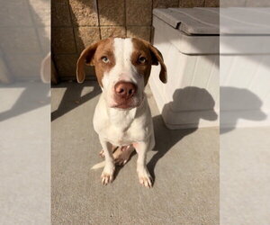Mutt Dogs for adoption in Tulsa, OK, USA