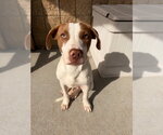 MONTY - Male Mutt Dog for Adoption - Small photo