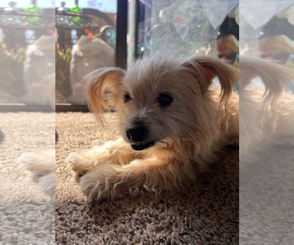 Medium Photo #11 Maltese-Unknown Mix Puppy For Sale in Corona, CA, USA