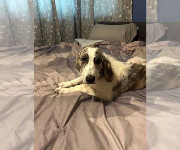Medium Photo #4 Saint Bernard-Unknown Mix Puppy For Sale in South Bend, IN, USA
