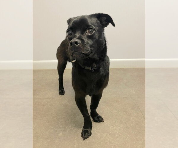 Medium Photo #2 Pug-Unknown Mix Puppy For Sale in Gloversville, NY, USA