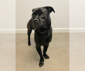 Douglas - Male Pug-Unknown Mix Dog for Adoption - Photo #2