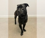 Small Photo #2 Pug-Unknown Mix Puppy For Sale in Gloversville, NY, USA