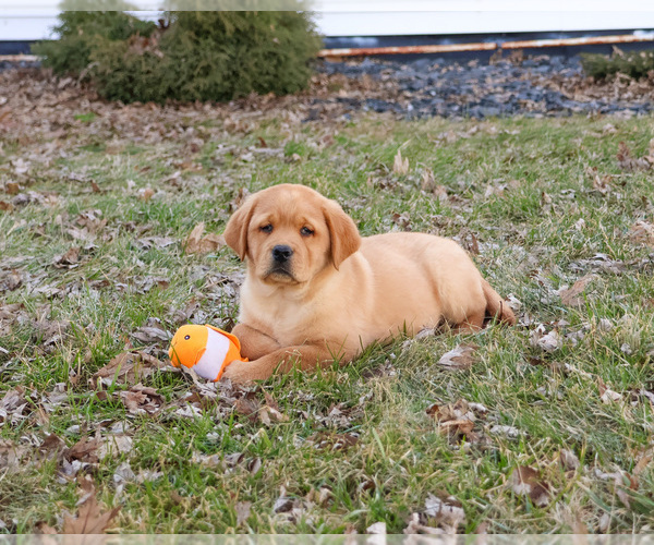 Medium Photo #9 Labrador Retriever Puppy For Sale in SYRACUSE, IN, USA