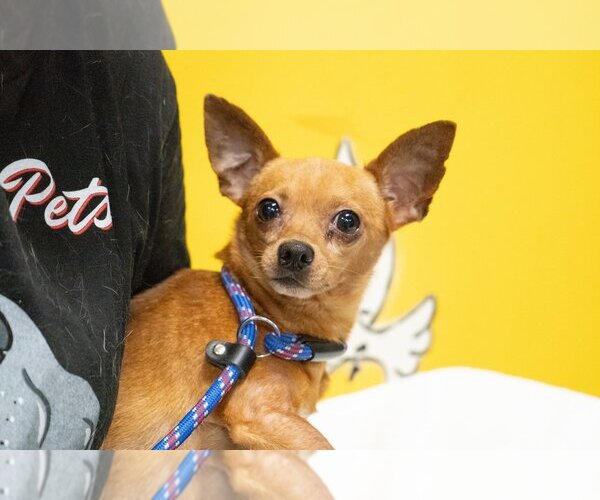 Medium Photo #6 Chipin Puppy For Sale in Studio City, CA, USA