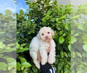 Poodle (Toy) Puppy for sale in SAN BERNARDINO, CA, USA