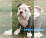 Small Photo #1 Olde English Bulldogge Puppy For Sale in LA HABRA, CA, USA