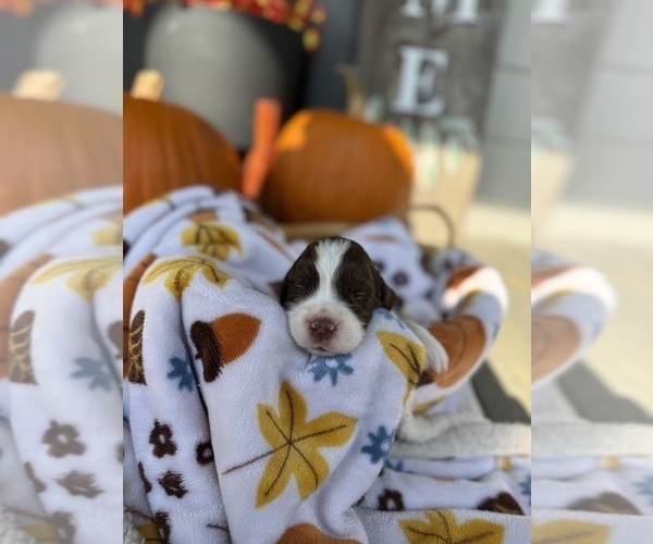 Medium Photo #6 English Springer Spaniel Puppy For Sale in SHERMAN, TX, USA