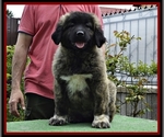 Small Photo #13 Caucasian Shepherd Dog Puppy For Sale in Zarnesti, Brasov, Romainia