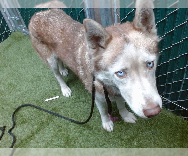 Medium Photo #1 Siberian Husky Puppy For Sale in Downey, CA, USA