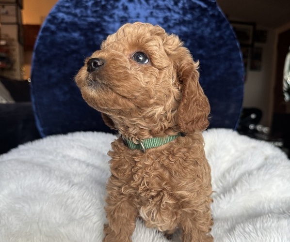 Medium Photo #6 Goldendoodle (Miniature) Puppy For Sale in SAN FERNANDO, CA, USA