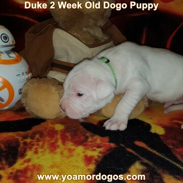 Medium Photo #44 Dogo Argentino Puppy For Sale in JANE, MO, USA