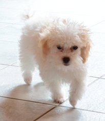 Poodle (Toy) Puppy for sale in LORIS, SC, USA