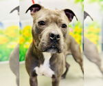 Small #4 American Pit Bull Terrier