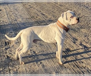 Father of the American Bulldog puppies born on 07/07/2025