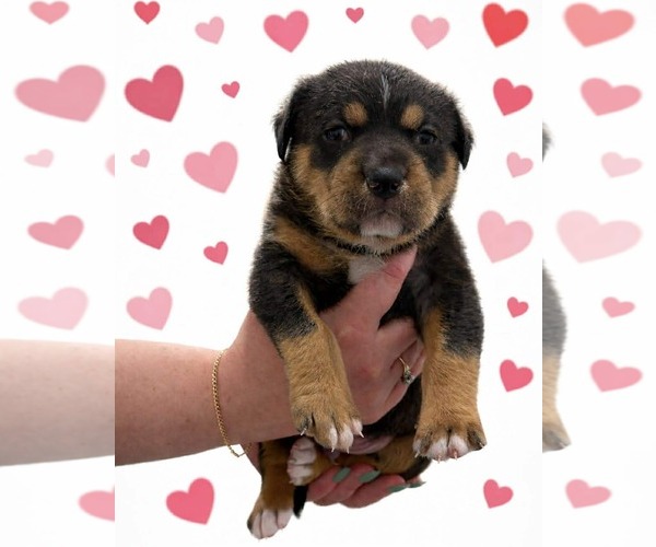 Medium Photo #1 Labrador Retriever-Unknown Mix Puppy For Sale in San Bernardino , CA, USA