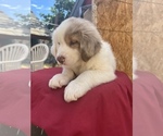 Small Photo #1 Australian Shepherd Puppy For Sale in PERRIS, CA, USA
