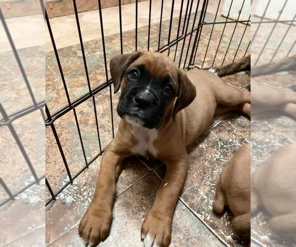 Medium Photo #18 Boxer Puppy For Sale in COWETA, OK, USA