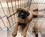 Small Photo #18 Boxer Puppy For Sale in COWETA, OK, USA