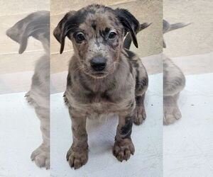 Catahoula Leopard Dog-Labrador Retriever Mix Dogs for adoption in Sanford, FL, USA