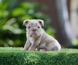 English Bulldog Puppy for sale in NEWPORT BEACH, CA, USA
