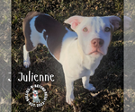 Small #2 Staffordshire Bull Terrier Mix