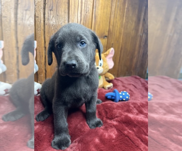 Medium Photo #13 Labrador Retriever Puppy For Sale in NEOLA, WV, USA