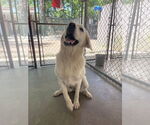 Small #2 Great Pyrenees Mix