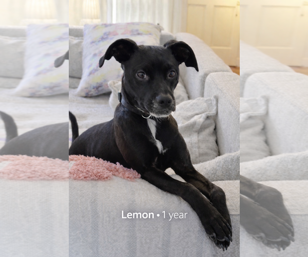 Medium Photo #1 Labrador Retriever-Miniature Pinscher Mix Puppy For Sale in Oakhurst, NJ, USA