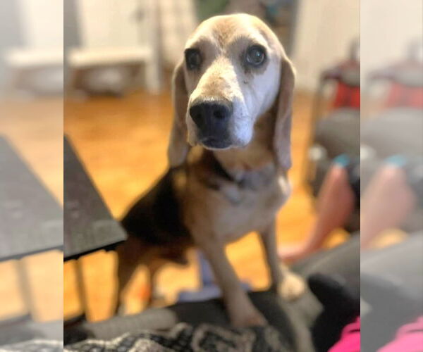 Medium Photo #5 Beagle Puppy For Sale in Dunnellon, FL, USA