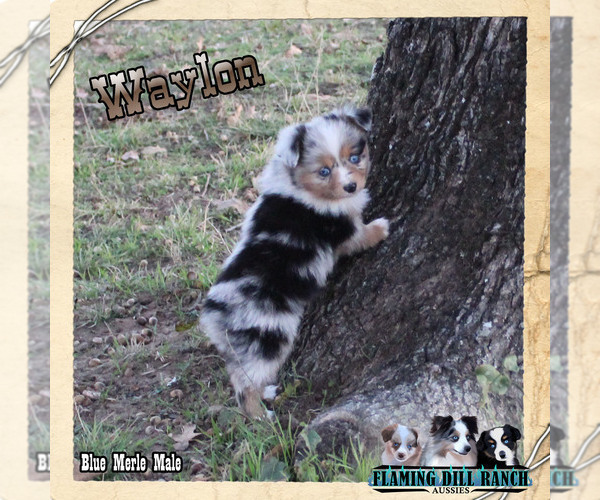 Medium Photo #2 Miniature Australian Shepherd Puppy For Sale in FORESTBURG, TX, USA