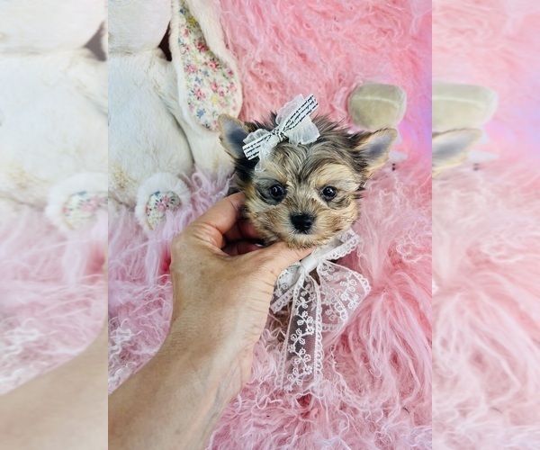 Medium Photo #15 Yorkshire Terrier Puppy For Sale in MELROSE VISTA, FL, USA