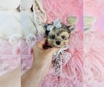 Small #14 Yorkshire Terrier