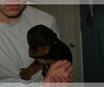 Small Photo #27 Airedale Terrier Puppy For Sale in CHARLESTOWN, IN, USA