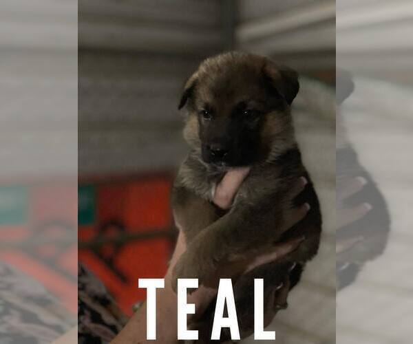 Medium Photo #11 German Shepherd Dog Puppy For Sale in BENNETTSVILLE, SC, USA