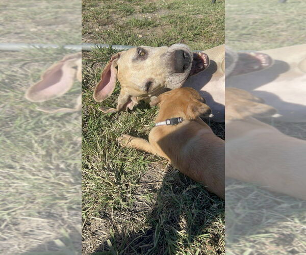 Medium Photo #3 Great Dane-Unknown Mix Puppy For Sale in Bullard, TX, USA