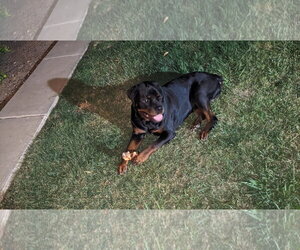Hoss - Male Rottweiler Dog for Adoption - Photo #2