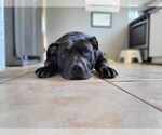 Small #35 American Pit Bull Terrier-American Staffordshire Terrier Mix
