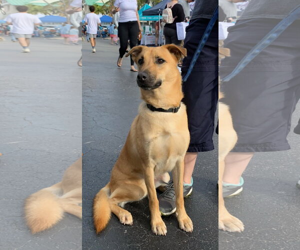 Medium Photo #4 Mutt Puppy For Sale in Naples, FL, USA