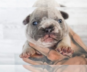 French Bulldog Puppy for sale in MEDFORD, OR, USA
