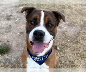 Boxer-Saint Bernard Mix Dogs for adoption in Pueblo, CO, USA