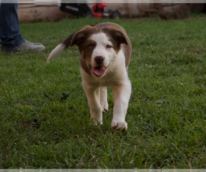 Border Collie Puppy for sale in ABILENE, TX, USA