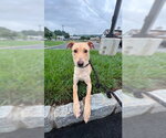 Small Photo #11 Golden Labrador Puppy For Sale in Jefferson, NJ, USA