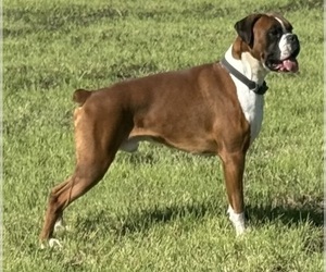 Father of the Boxer puppies born on 06/30/2026
